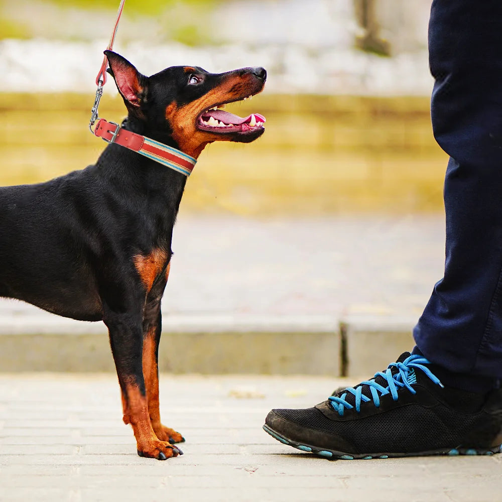 Adjustable Collar and Leash Set for Small, Medium