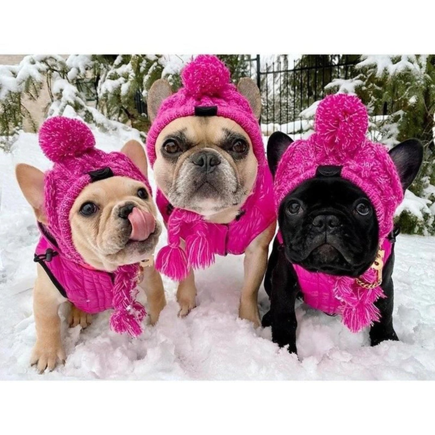 Dog Winter Cozy Hat