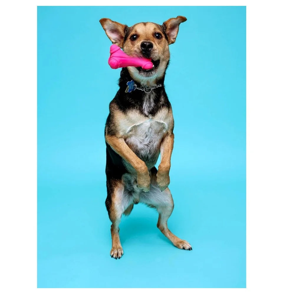 Dog Soft Play Bone Toy Assorted Colors