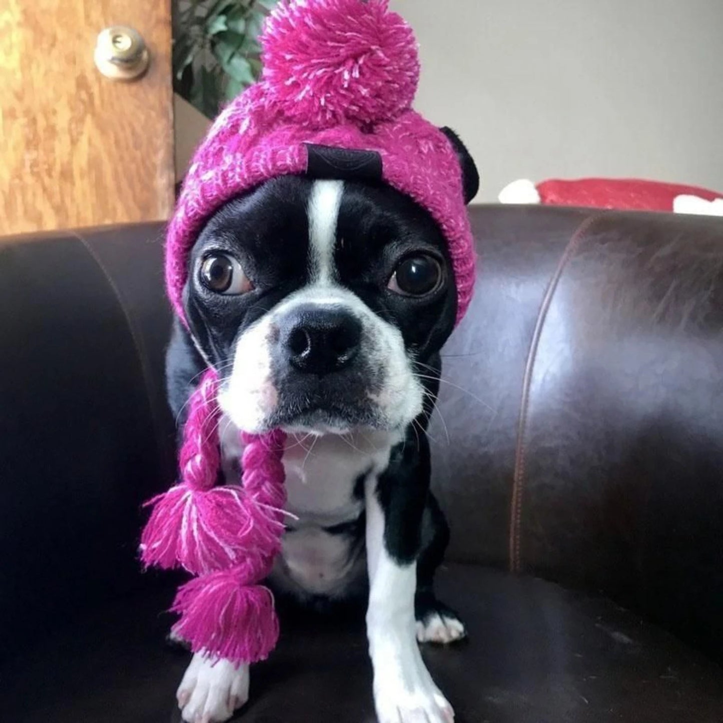Dog Winter Cozy Hat