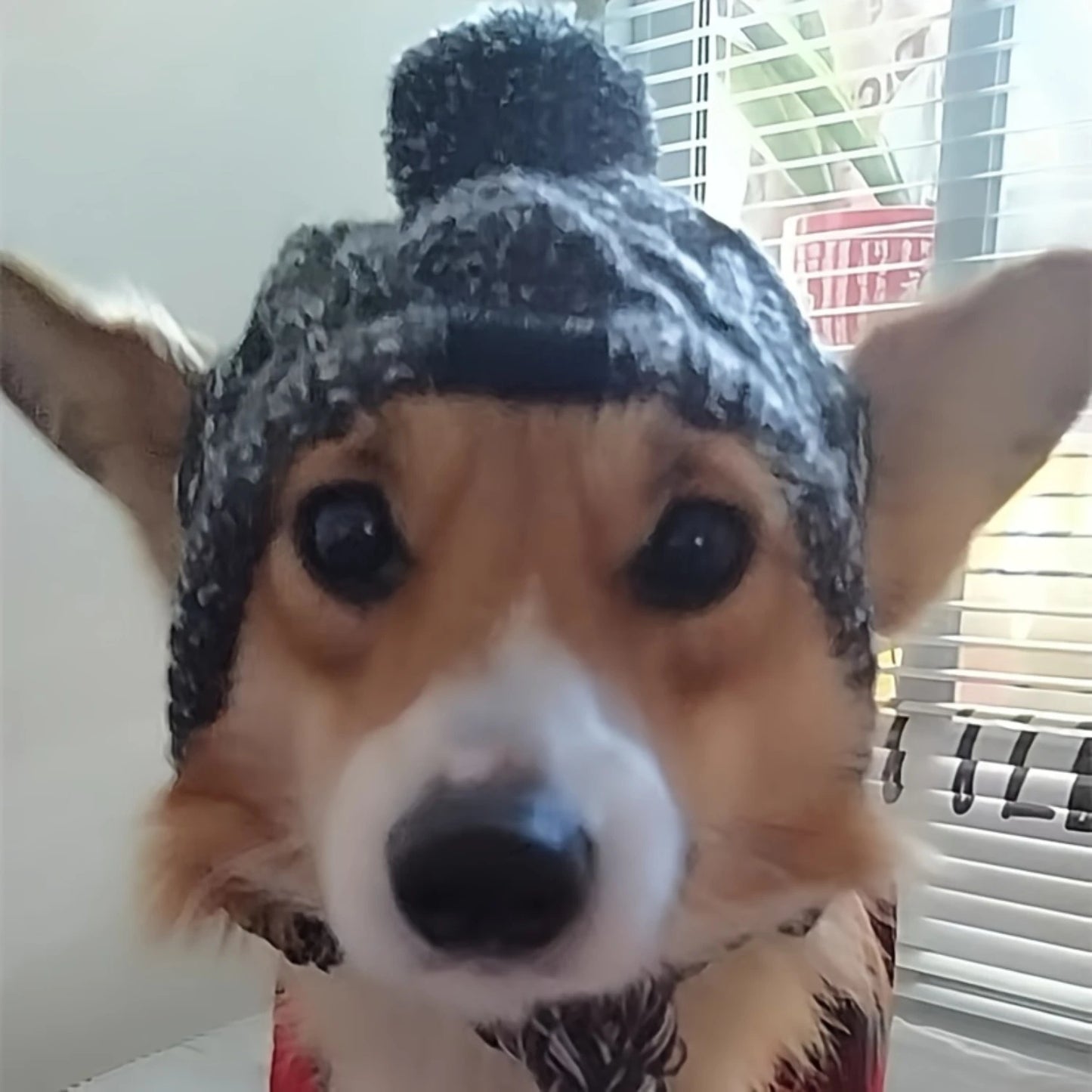 Dog Winter Cozy Hat