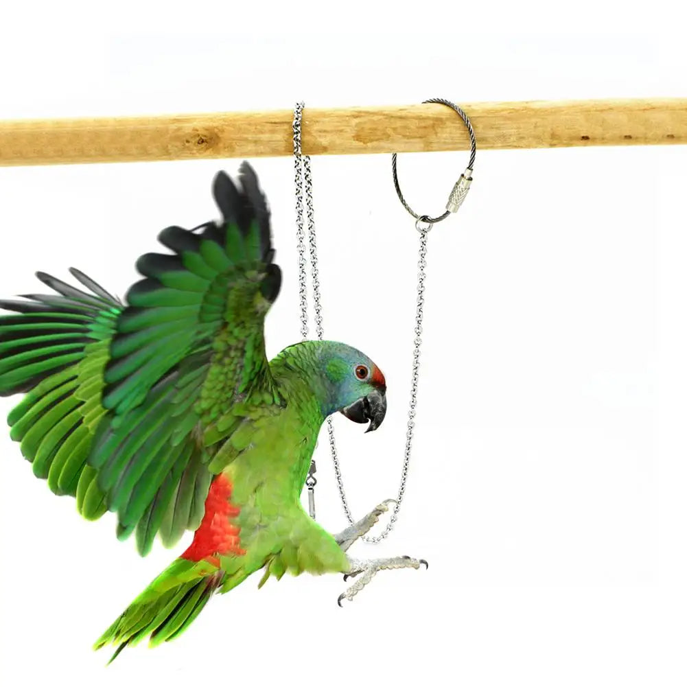 Bird Ring Outdoor Flying Training Activity