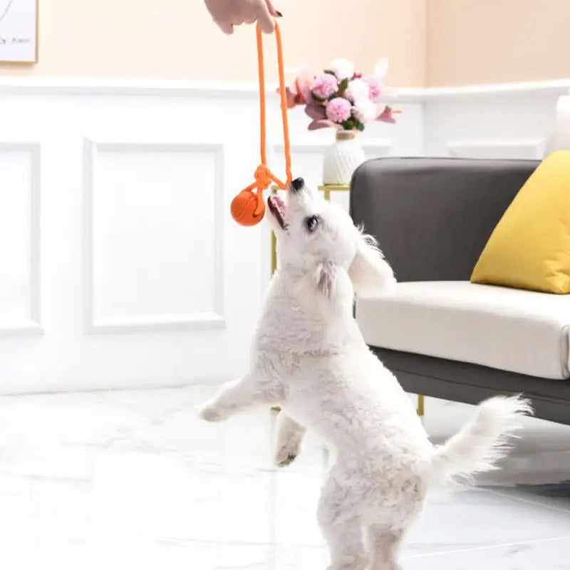 Dog Chew Training Ball Toys