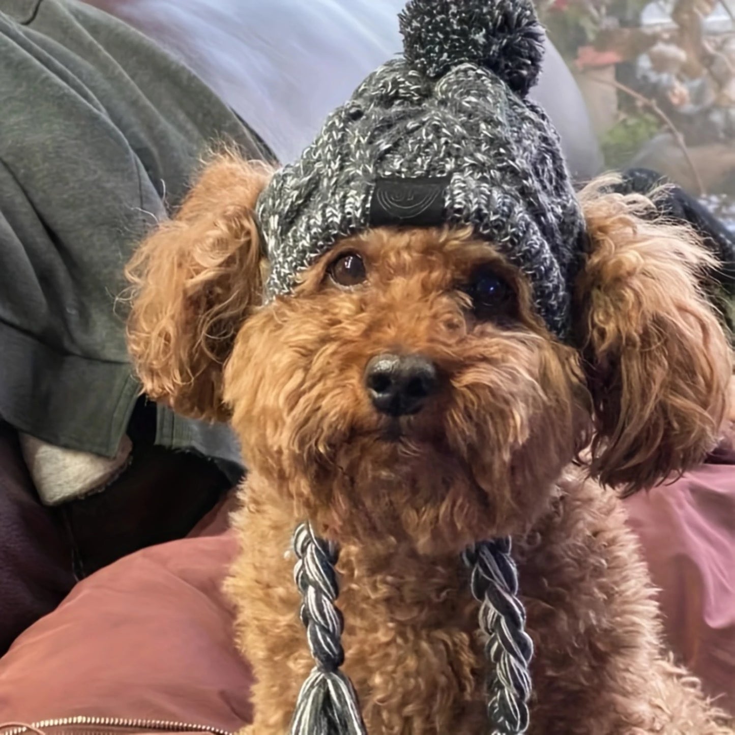 Dog Winter Cozy Hat